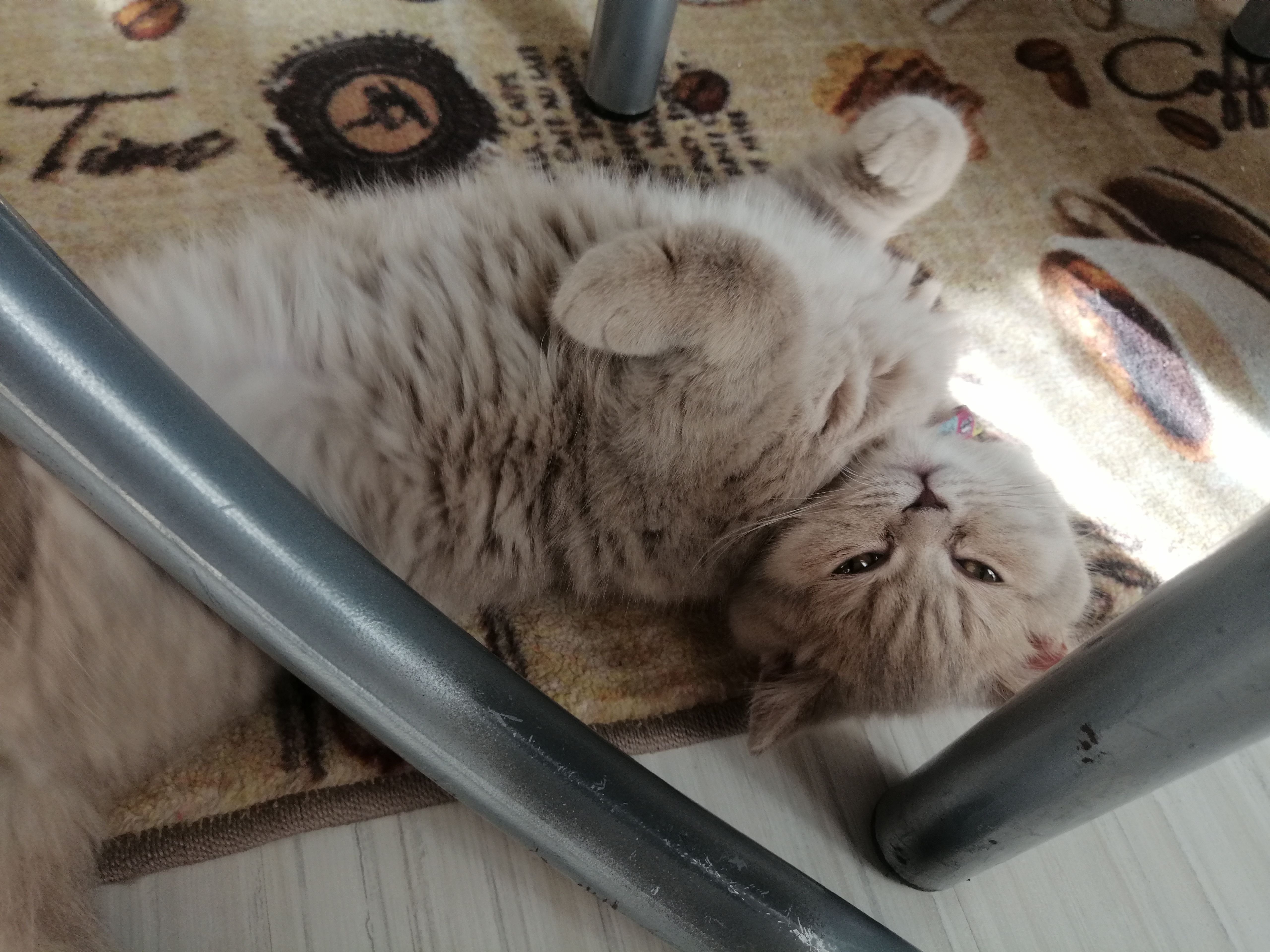 Çok iyi 4 aylık yavrum çok seviyor