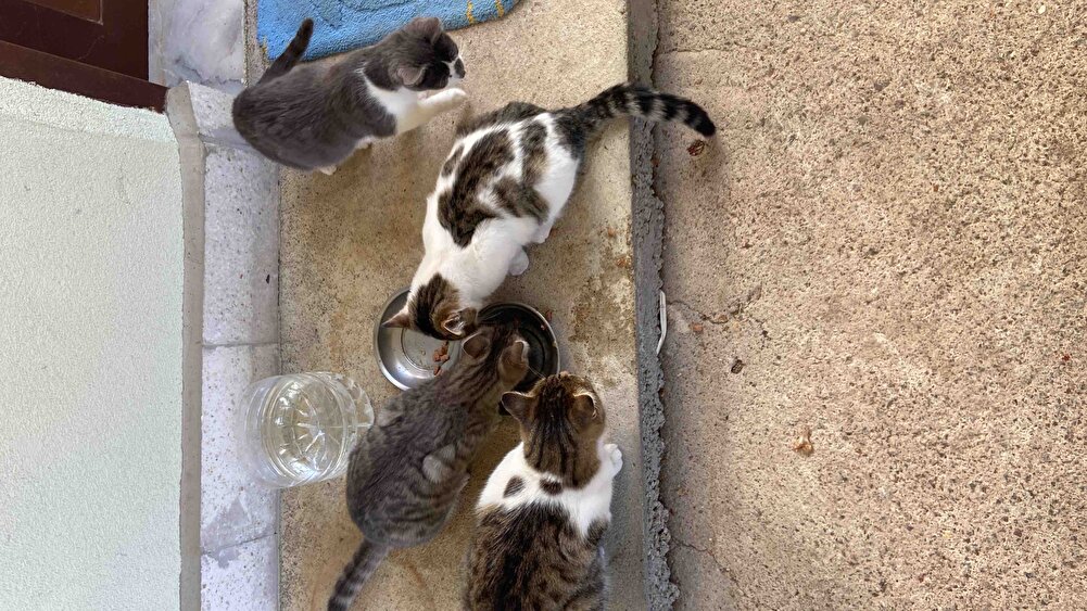 Paket sağlam ve hızlı geldi .sokak ve köydeki mırnavlara aldım çok sevdiler ,yine indirim olsun .çok sevdiler kıtır kıtır yedi canlar