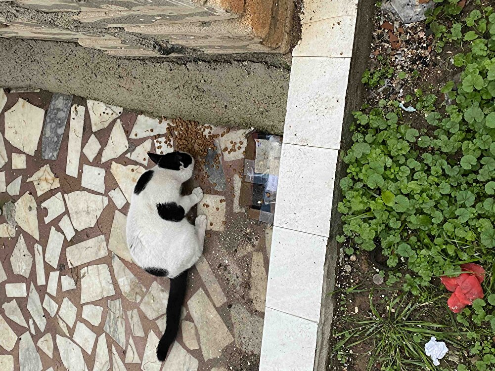 Sokak Tedilerim hep severek yiyorlar😍, bence yapılabilecek en büyük hayırlardan biri bu 🥰  3. Siparişim çok memnunum.