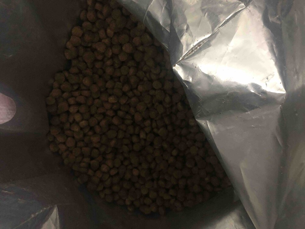 Köpeğim seve seve yiyor