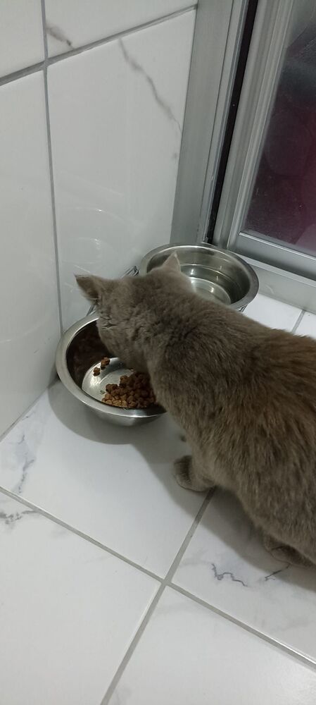 Kedimiz çok sevdi.Kargo çok hızlı geldi