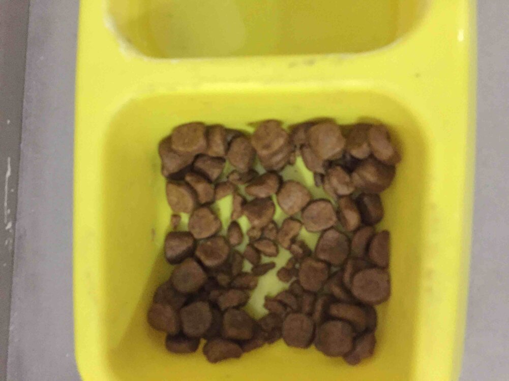 Yavru kedim severek yiyor