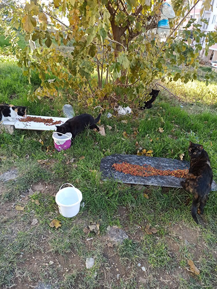 canlar çok seviyor,bu markayı,3. defa sipariş verdim