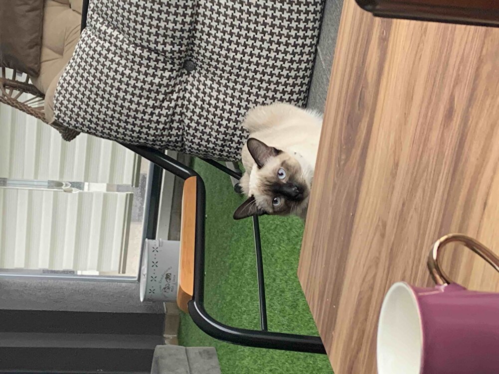 Uygun fiyat güzel mama