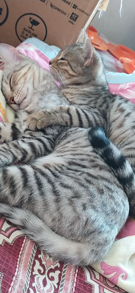 teşekkür ederim çok hızlı ve kaliteli geldi sokak hayvanlarına aldım çok sevdiler 😻😻😻