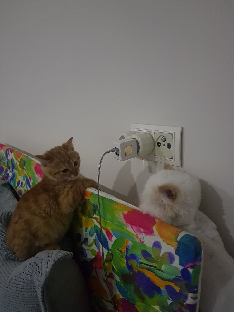 3 kedimiz de bayılıyor mamaya kargo da hızlı uygun fiyat satıcıdan da memnun kaldık son kullanma tarihi de uzun süreliydi👍