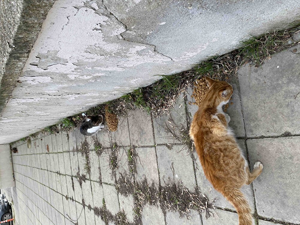 Paketleme çok iyi hızlı kargo. Sokak canları için aldım kedi köpek çok sevdiler kış günü karınları doyacağı için çok mutlu oldum 🌸🌸