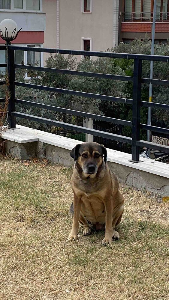 Harika, bütçeye uygun mama, köpeğim de çok beğendi
