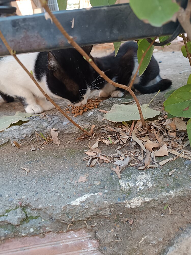 Sokaktaki canlar için alıyorum. Severek yiyorlar