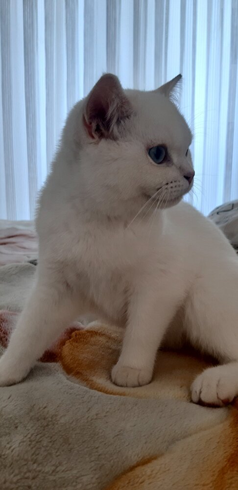 kedimin severek yediği tek ürün 🤩