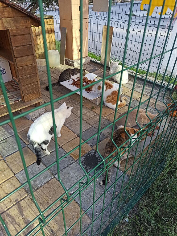 canlar çok seviyor,bu markayı,3. defa sipariş verdim