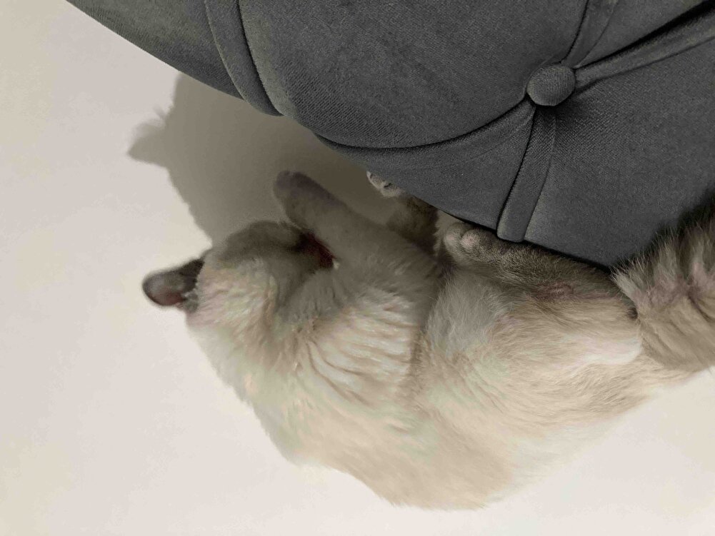 Güzel ürün kedi mutlu