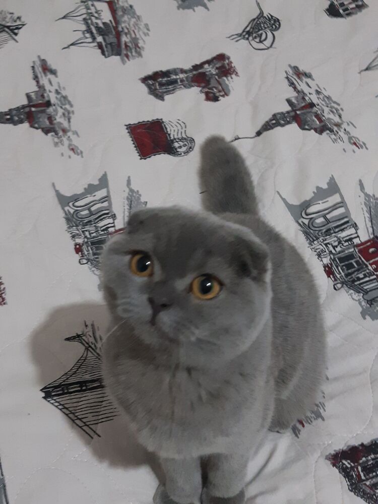 Linda'm çok sevdi.Teslimat hızlıydı teşekkürler :)