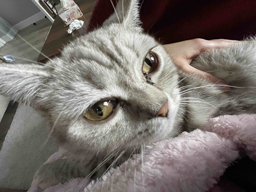 Harikaydı bayıldı