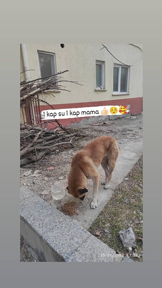 sürekli alıyorum seviyor köpeklerim