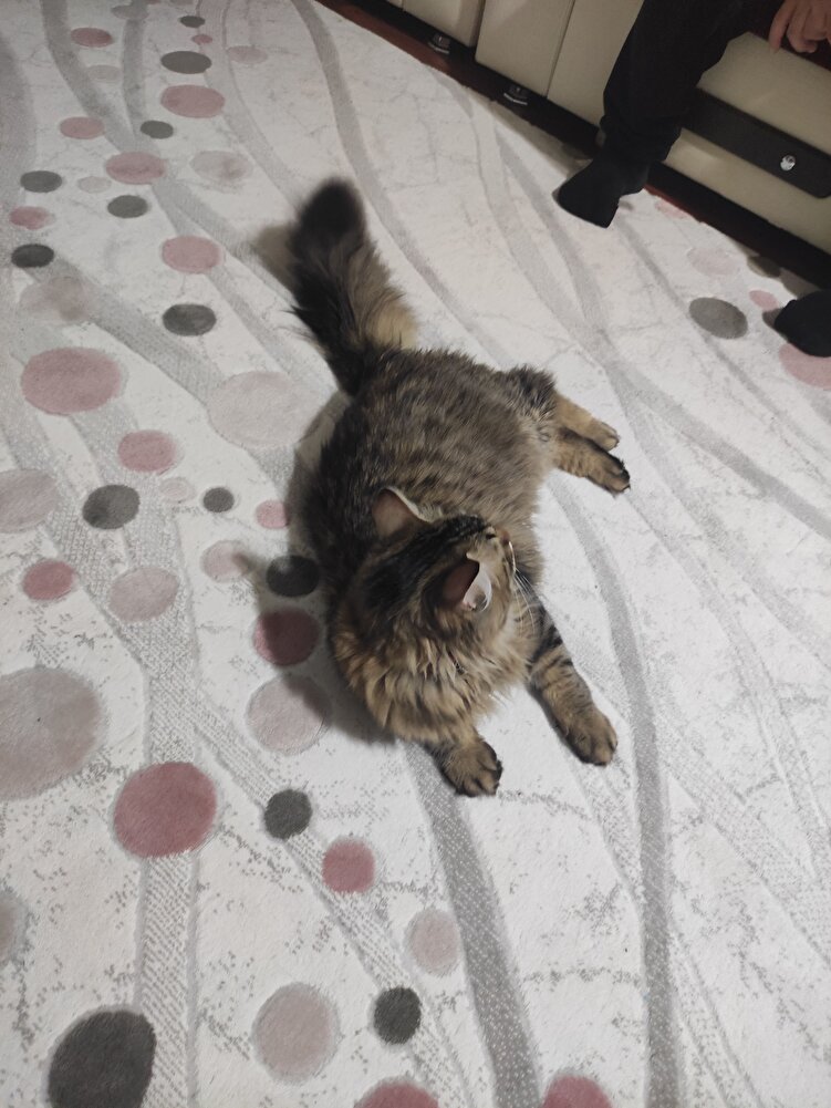 çok severek yiyor kedimiz