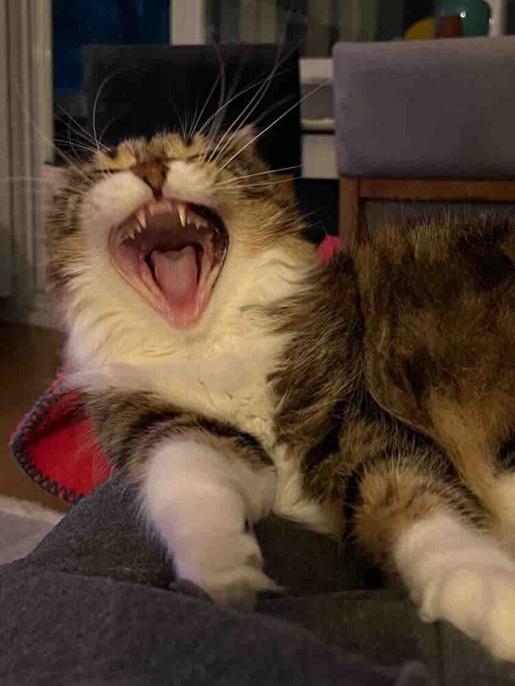 Hep alıyorum sokak canlarıma