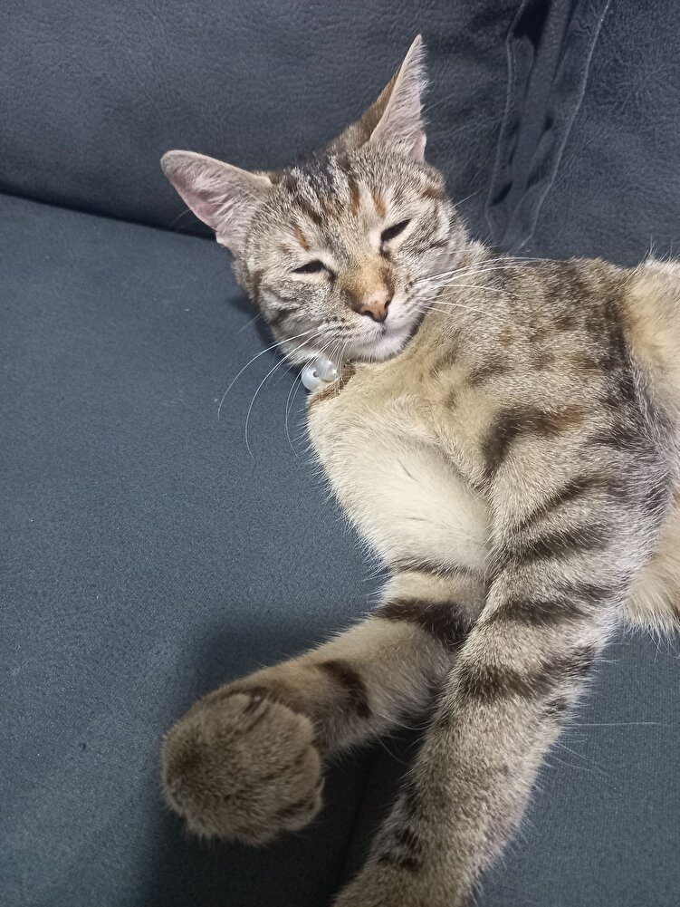 gayet güzell begendik