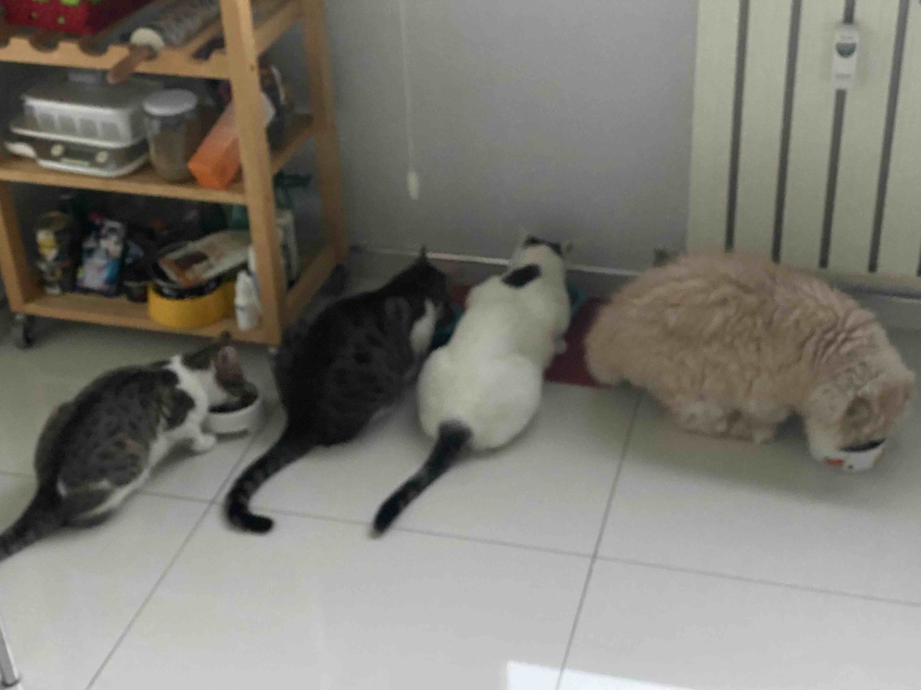 Dört kedim var. Severek yiyorlar.
