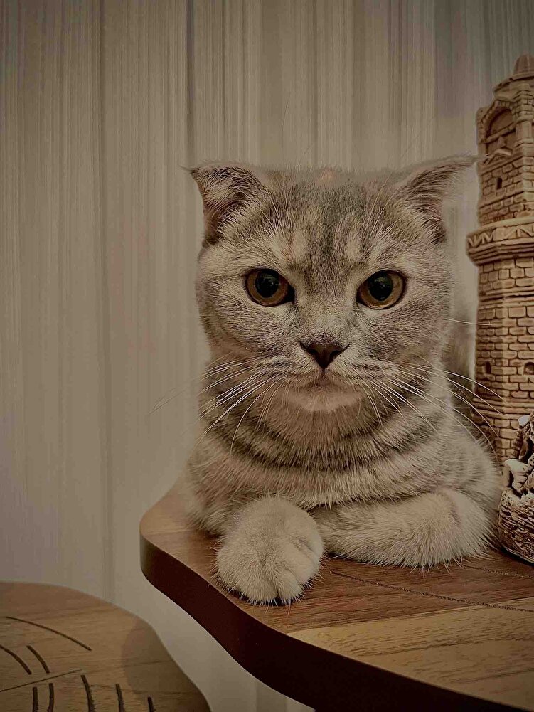 Veterinerimizin önerisiyle royal canin kullanıyoruz çok kaliteli bi mama kızım çok sevıyor