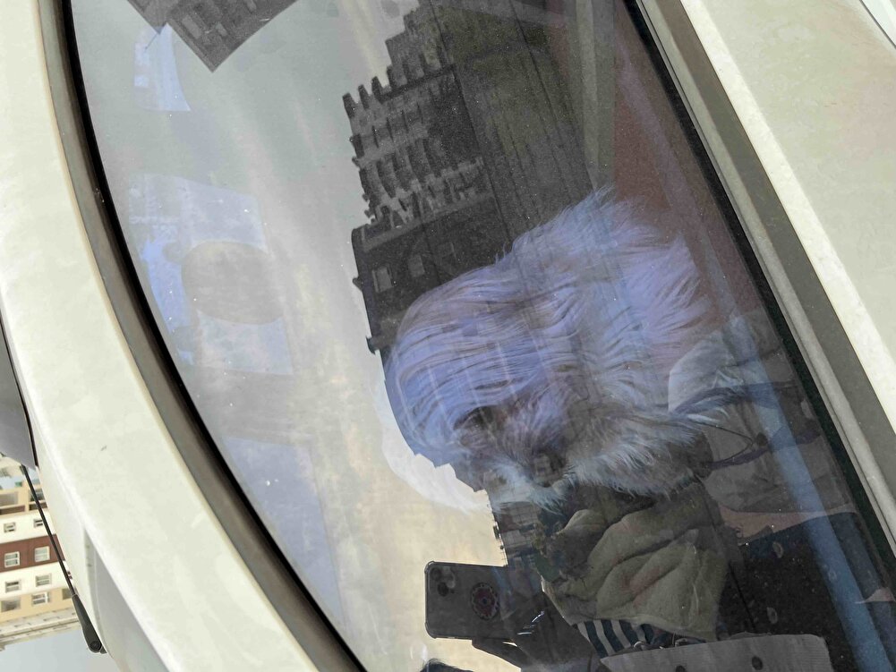 Köpeklerimiz severek yiyor