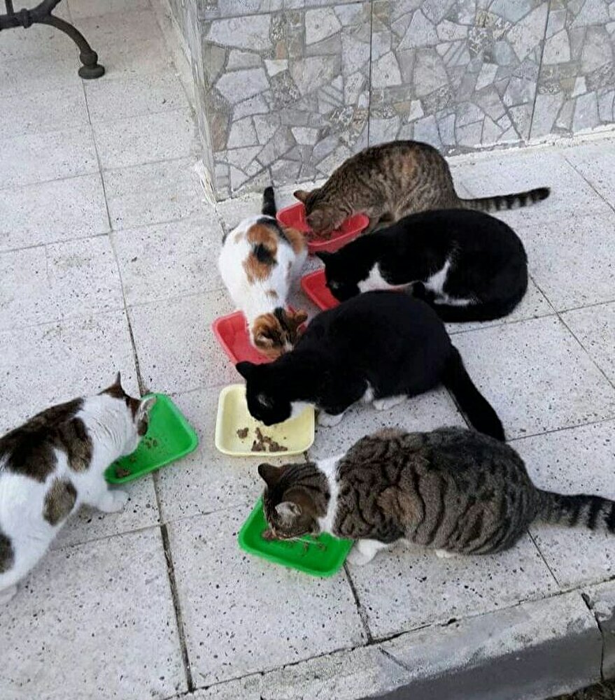 Bahçedeki kedilerim severek yiyorlar. Her zaman aldığım kedi mamasi her kedi severek yiyor bu konuda tereddütsüz alabilirsiniz.