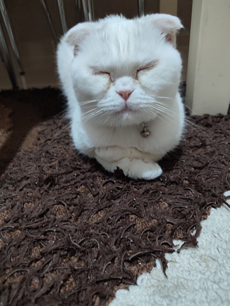 kedimiz severek yiyor 😍 güzel paketleme ile teslim aldık teşekkürler ☺