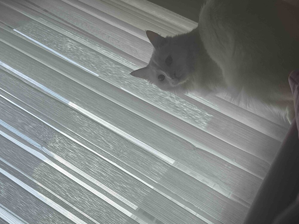 Kedim herzaman çok severek yiyor