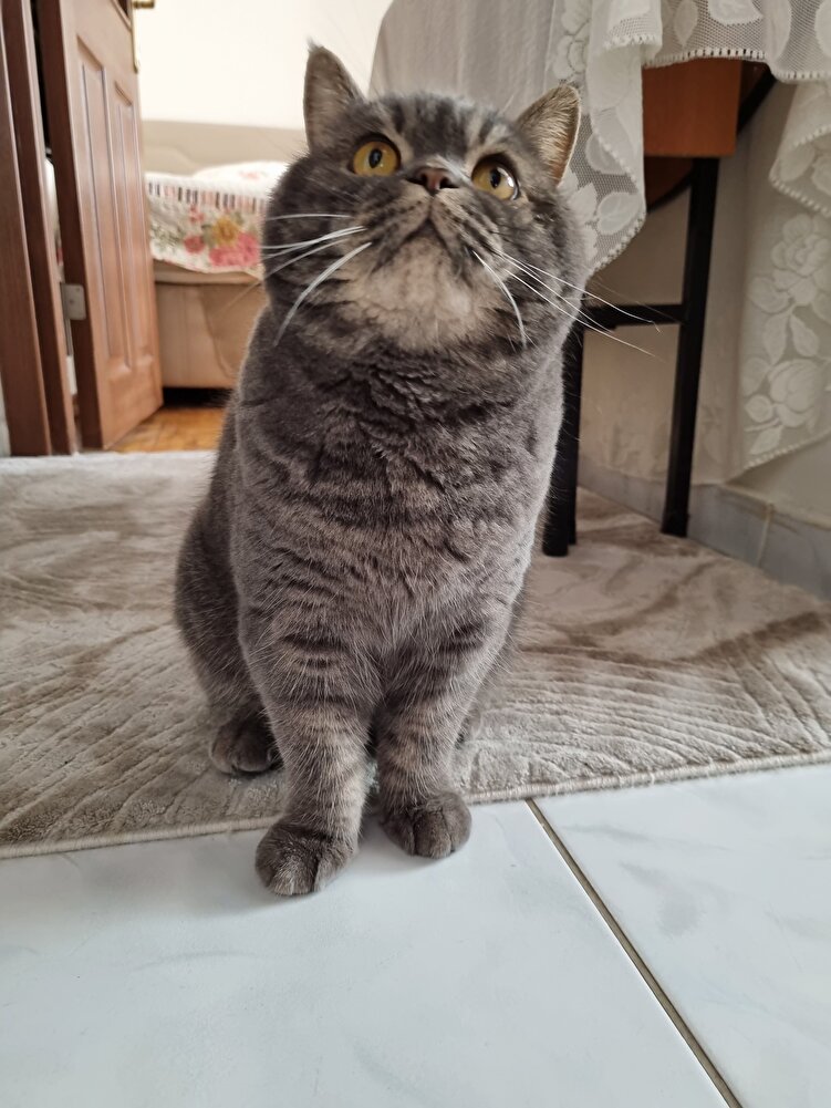 kaliteli mama başka bir şey düşünmem