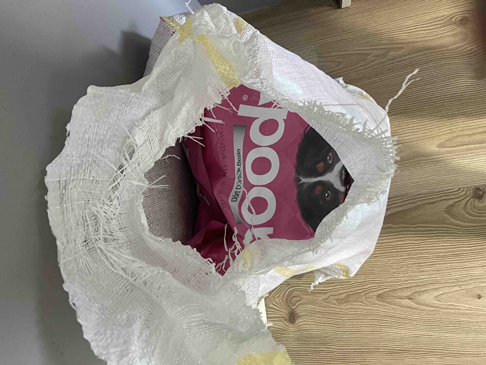 Sağlam geldi, satıcıya teşekkürler. Umarım köpüşler sever :)