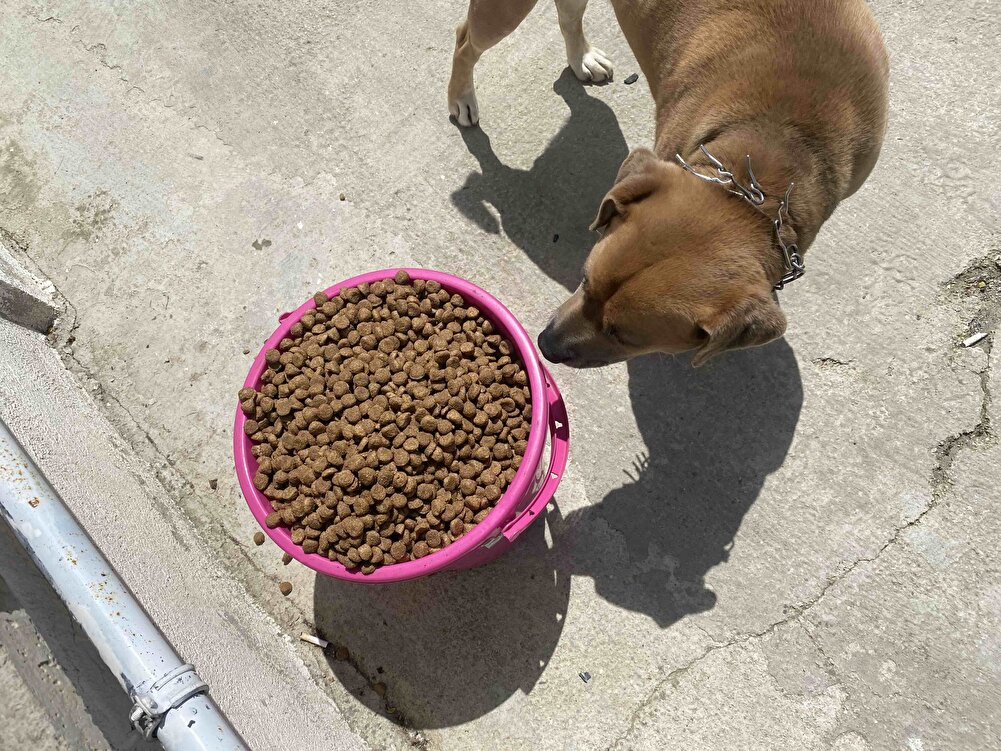 Ürün güzel kendi köpeğimde sokaktaki canlarda severek yiyor fiyat performans ürünü