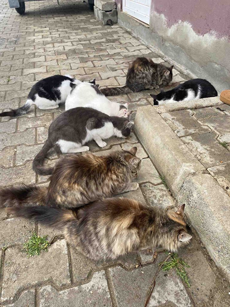 Sokak hayvanları için aldım severek yiyiyorlar