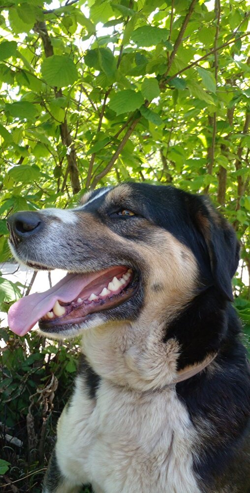 Köpeğim çok sevdi. paketleme de güzeldi. beğendik :))))
