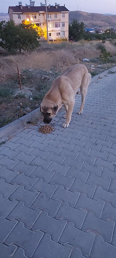 mamayi köpekler severek yiyo 🥰