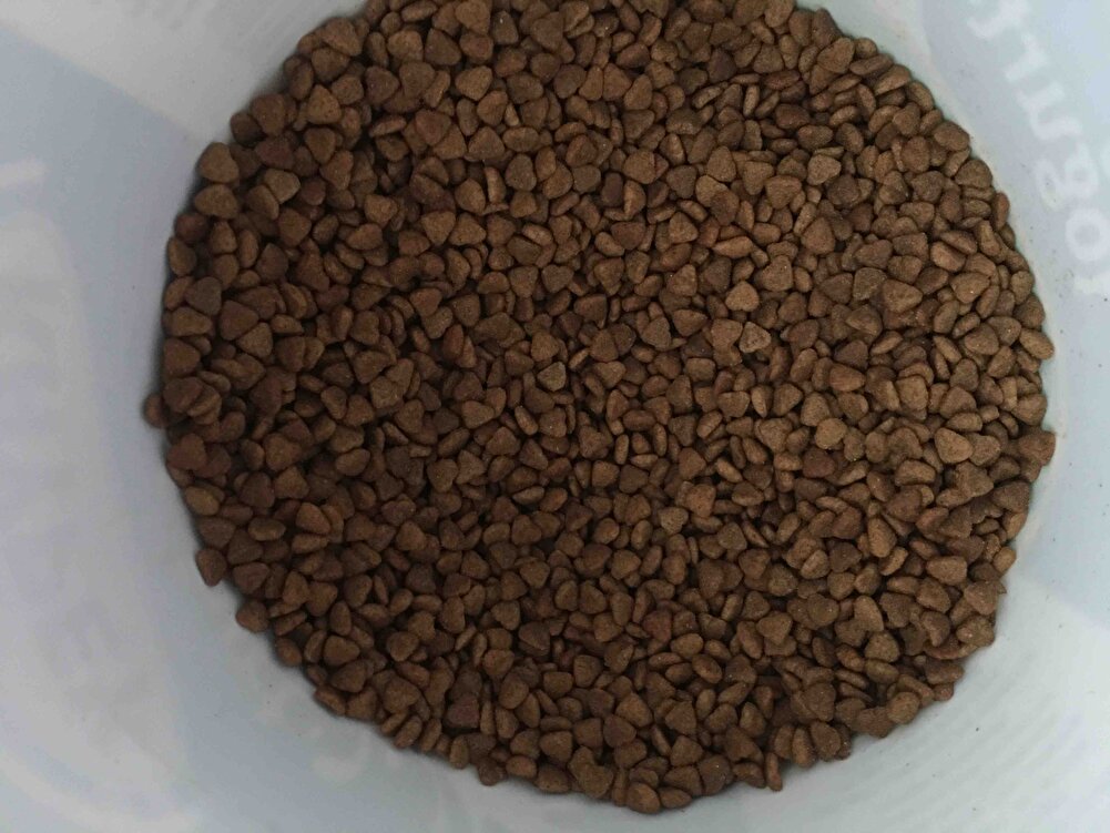 Bahçedeki kedilerimize alıyoruz hepsi çok seviyor.