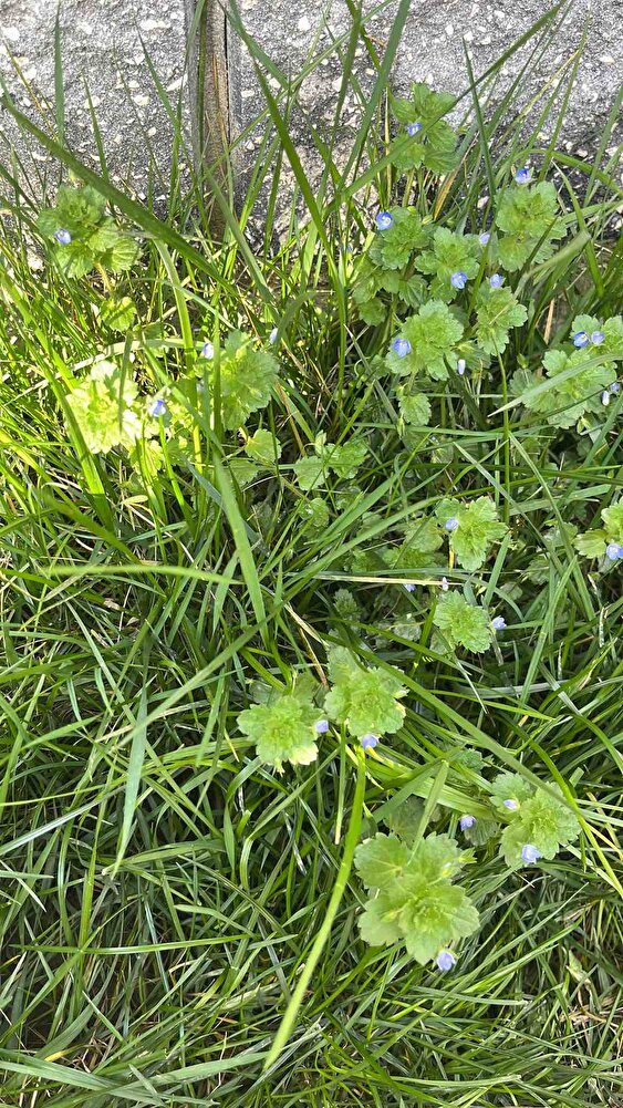Firma çok hızlı paketleme güzeldi sevmeyecek kedi yoktır