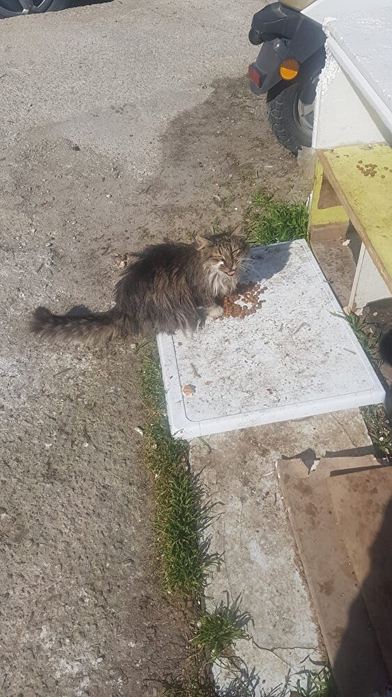 kedilerim severek yiyorlar teşekkür ederim