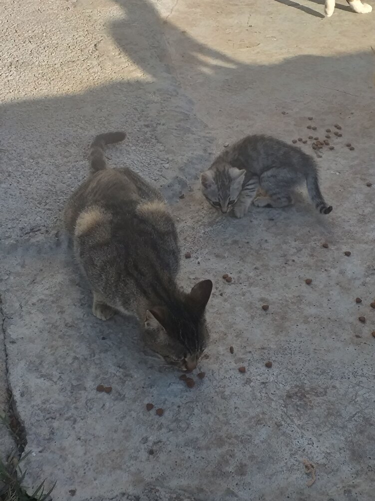 Sokakta beslediğim kedilerim için aldım severek yiyorlar