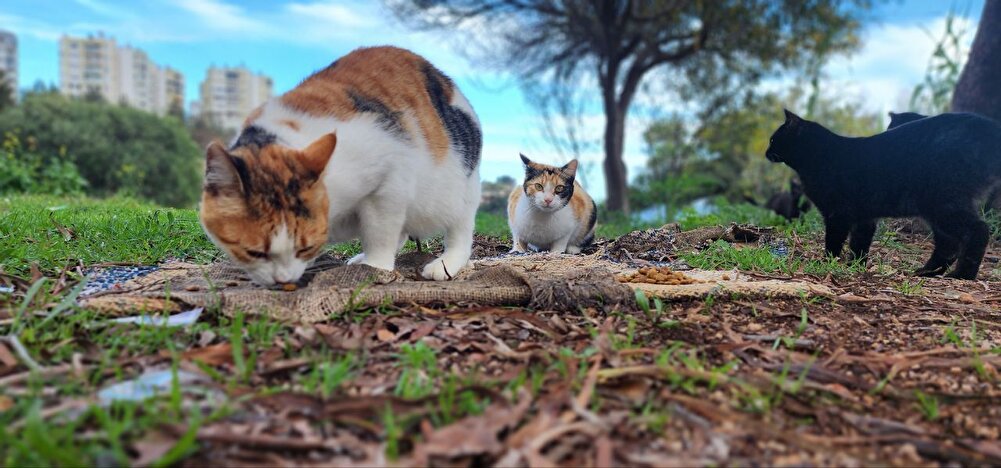 ben sokak kedileri için aldım sevdiler. teşekkürler umarım güzel indirim gelir sokaktaki canlar için stok yaparım.  bu fiyatlarla beslemek çok zor oluyor 🐾🐾🐾🐾🐾🐾🐾🐾🐾🐾🐾🐾🦡