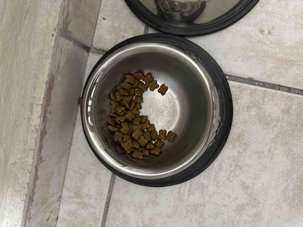 3 aylık kedim severek yiyor