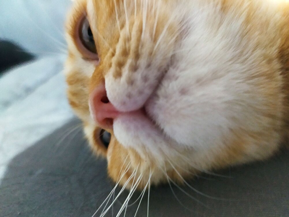 kedim bayılarak yiyor kilo alıcak yavrucak