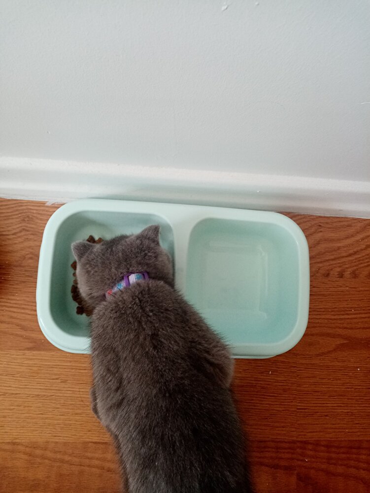 doğru ürün geldi, çok memnunum. fiyatı da ortalamaya göre uygun. yırtılmaması için de iki tane pakete koymuşlar teşekkürler