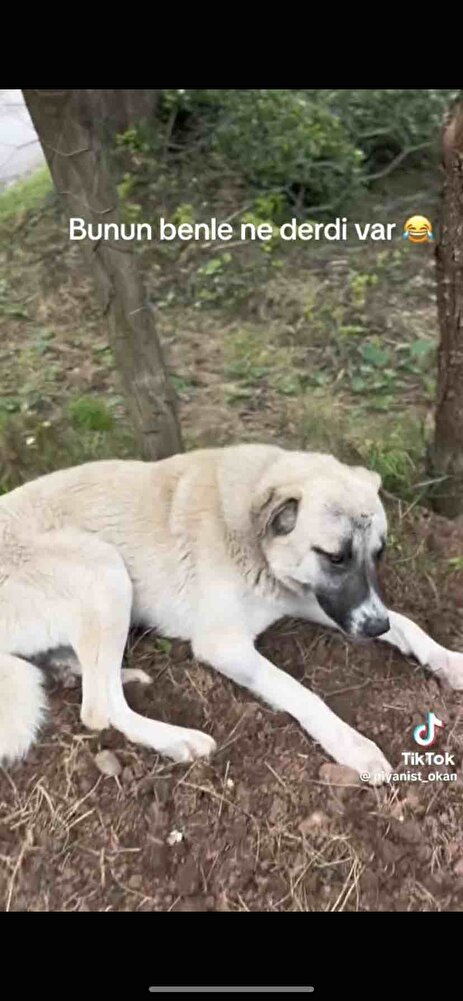 Köpeğim kangal ve çok beğendi