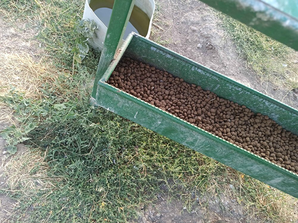 sokaktaki canlar için alıyoruz . çok seviyorlar.