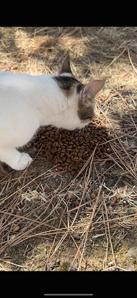 Sokak hayvanları için aldım severek yiyorlar