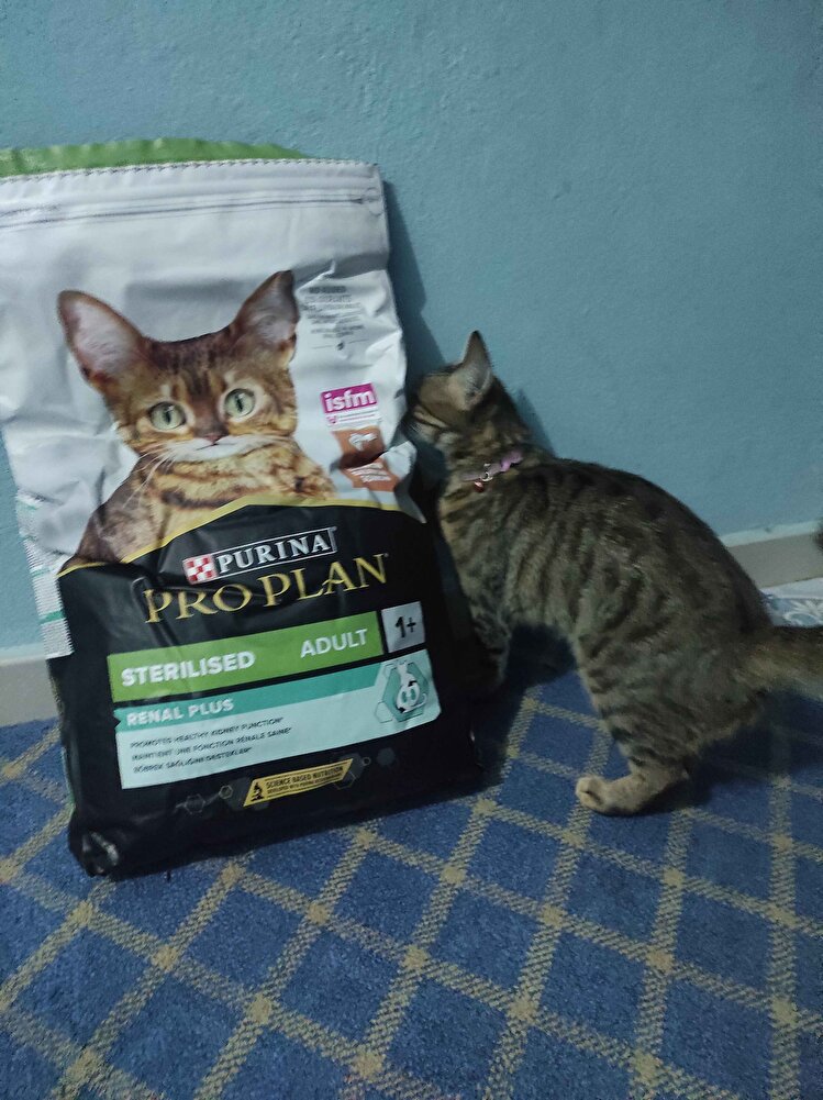 kargo gönderimi paketleme çok iyi kedimde çok sevdi