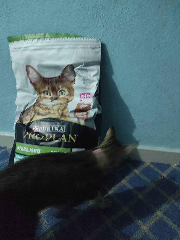 kargo gönderimi paketleme çok iyi kedimde çok sevdi