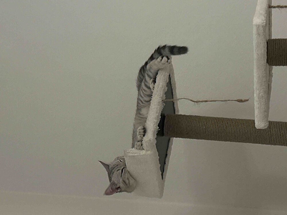 Karnı tok mutlu kedi