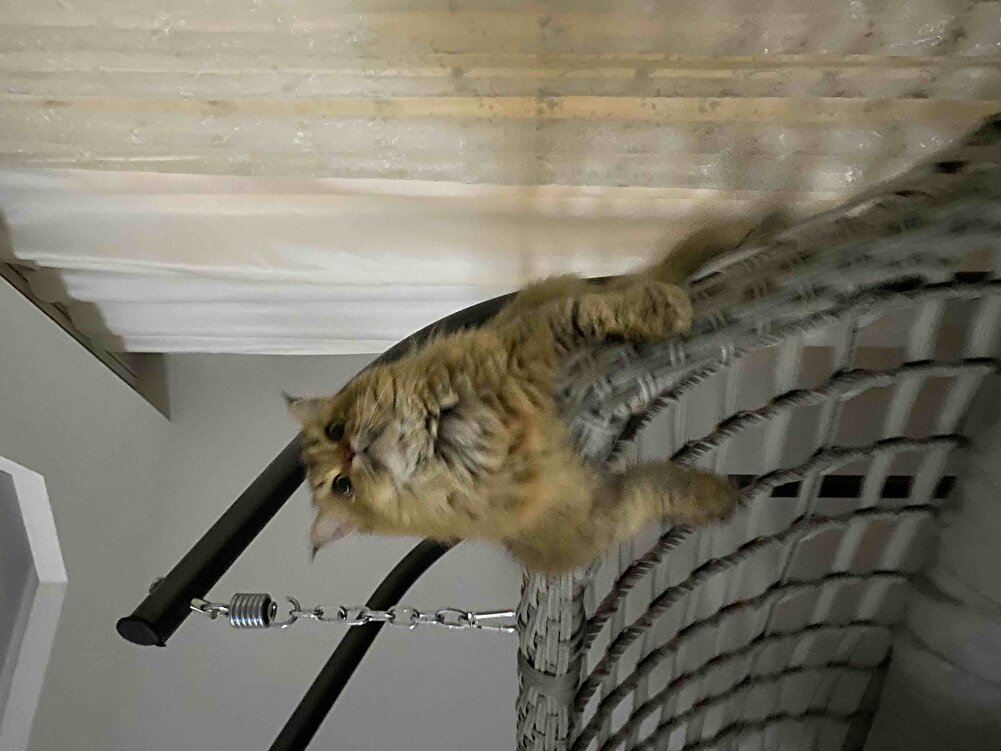 Kedimin en sevdiği mama güzel paketleme orijinal mama