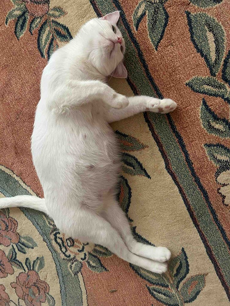 Çok güzel kedilerim severek yiyor